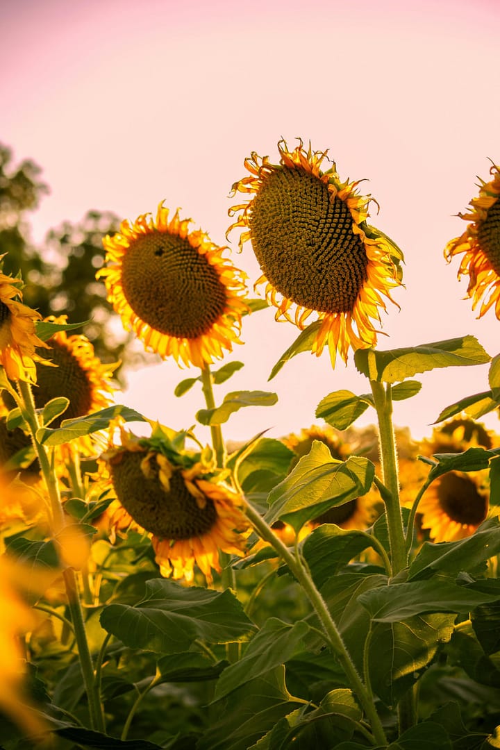 Golden sunflowers basking in a vibrant sunset in Lawrence, Kansas.